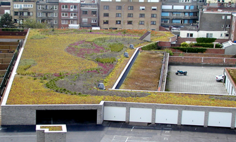 Daktuin Blankenbergen